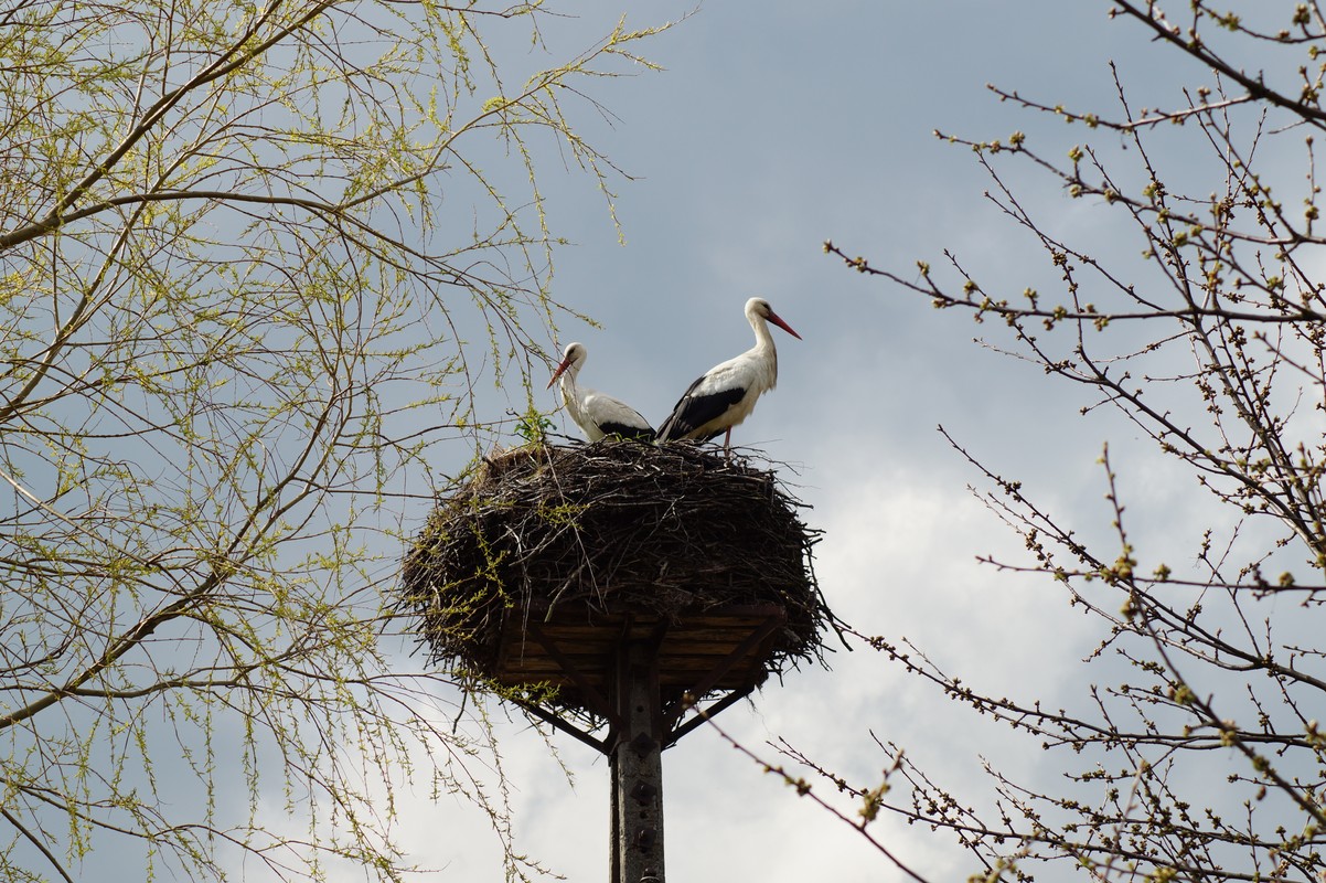 Plaża nad Bałtykiem o zachodzie słońca